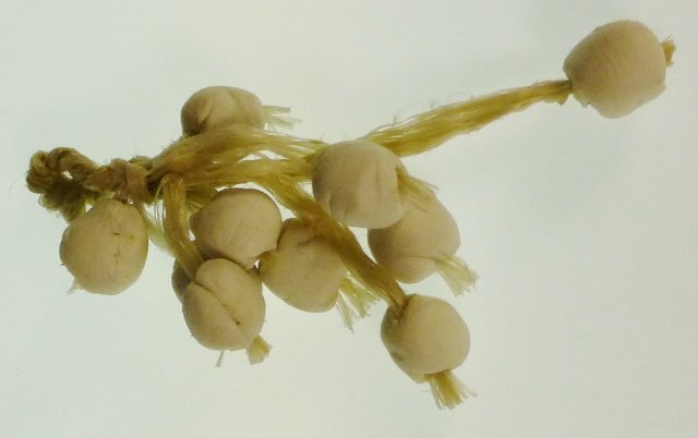 Knoblauch